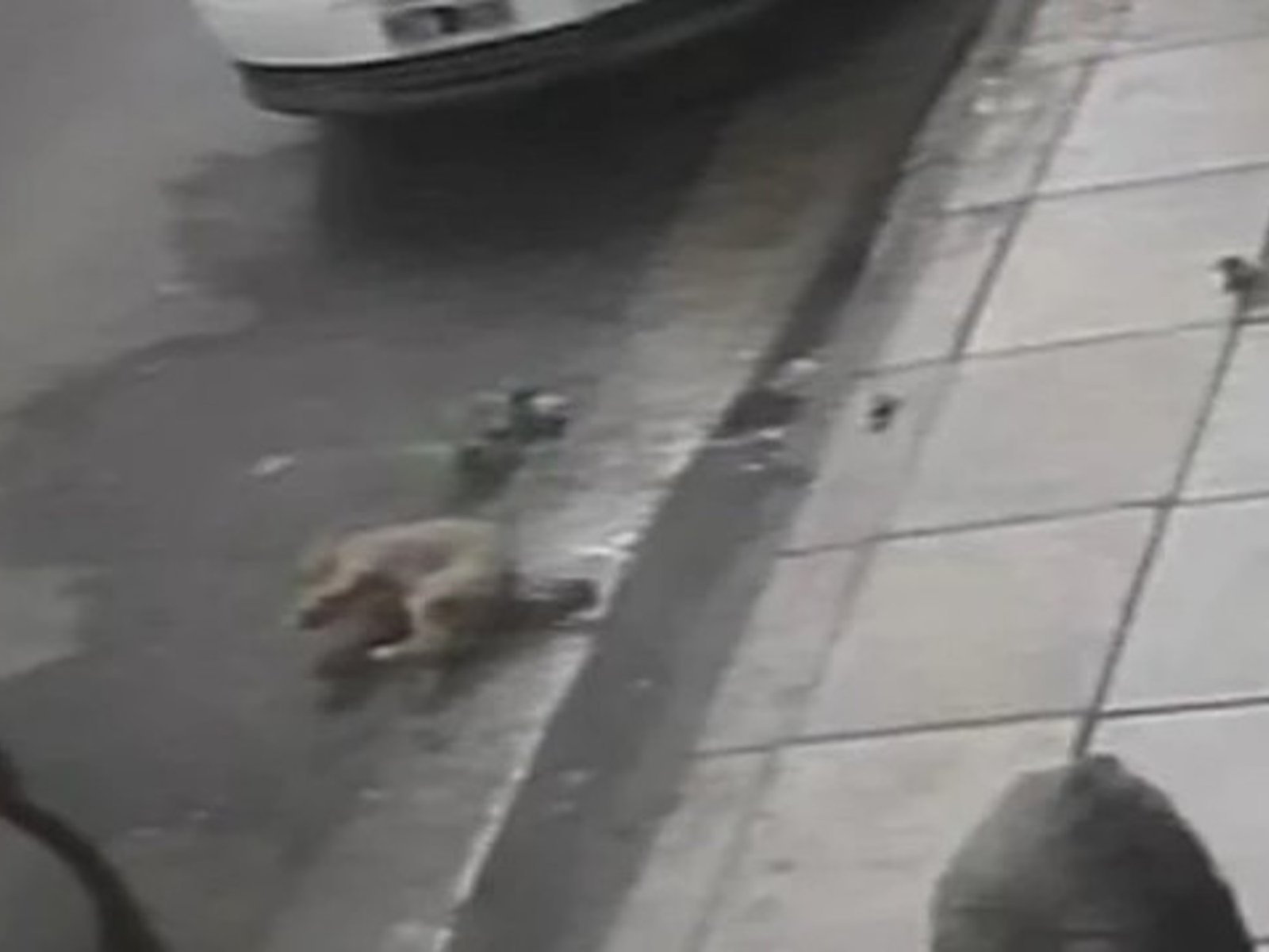 los vecinos acusan a los dueños de maltrato animal y descontrol