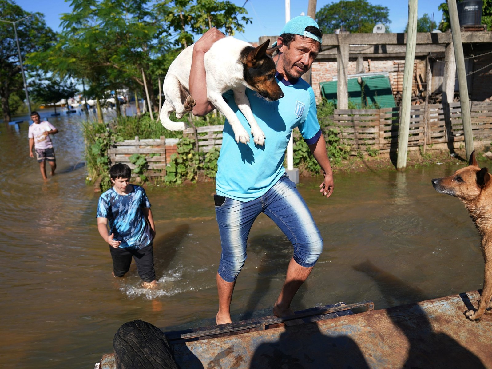por las inundaciones, serpientes y yacarés avanzan en zonas pobladas del Litoral